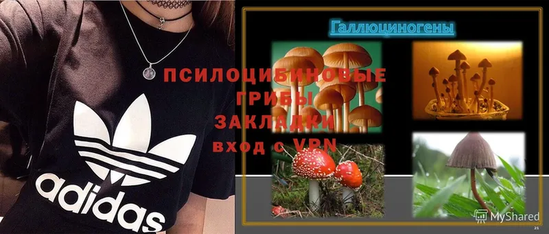 Галлюциногенные грибы Psilocybe  блэк спрут ссылки  Ворсма 